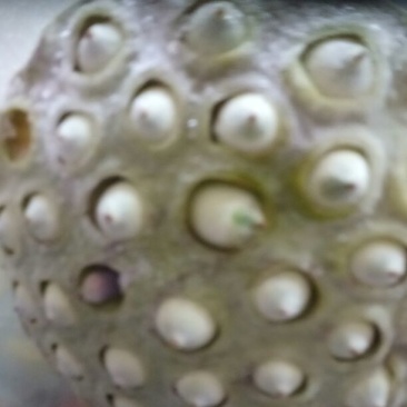 莲子壳
