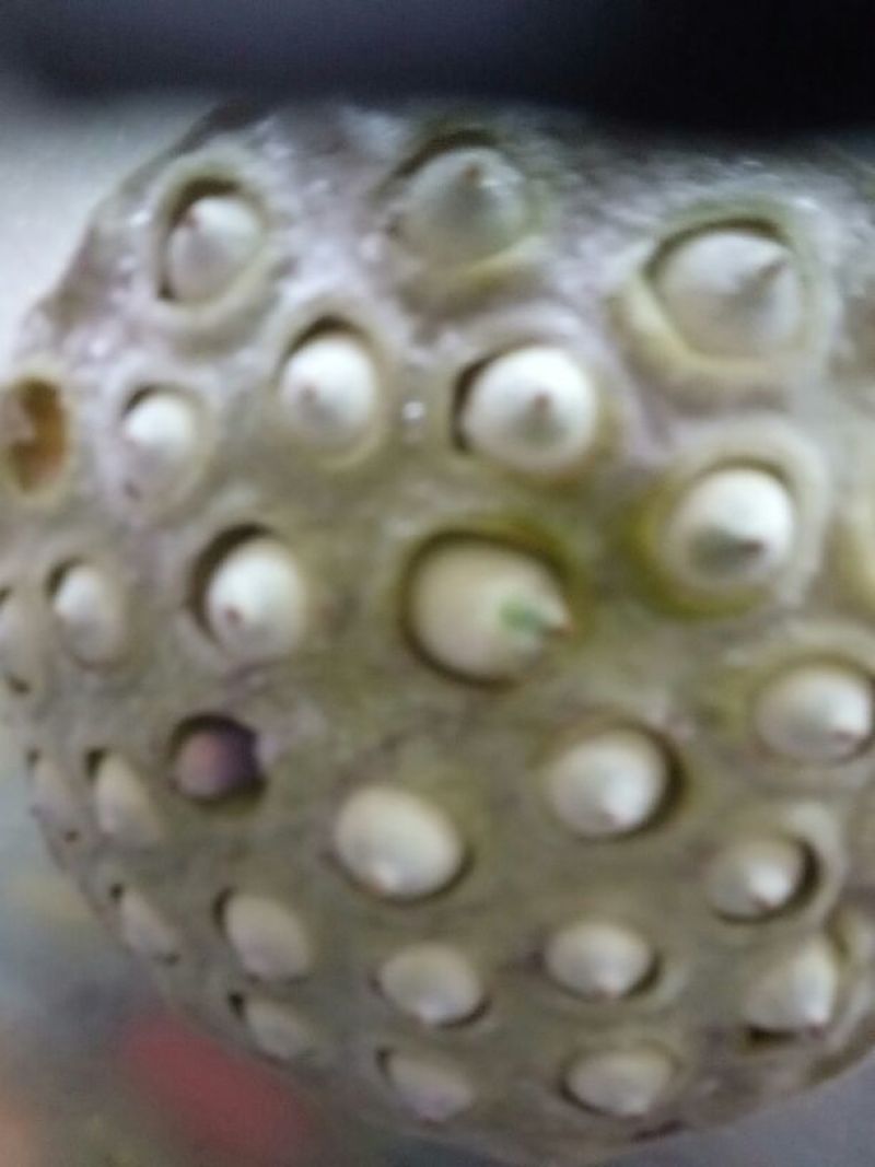 莲子壳