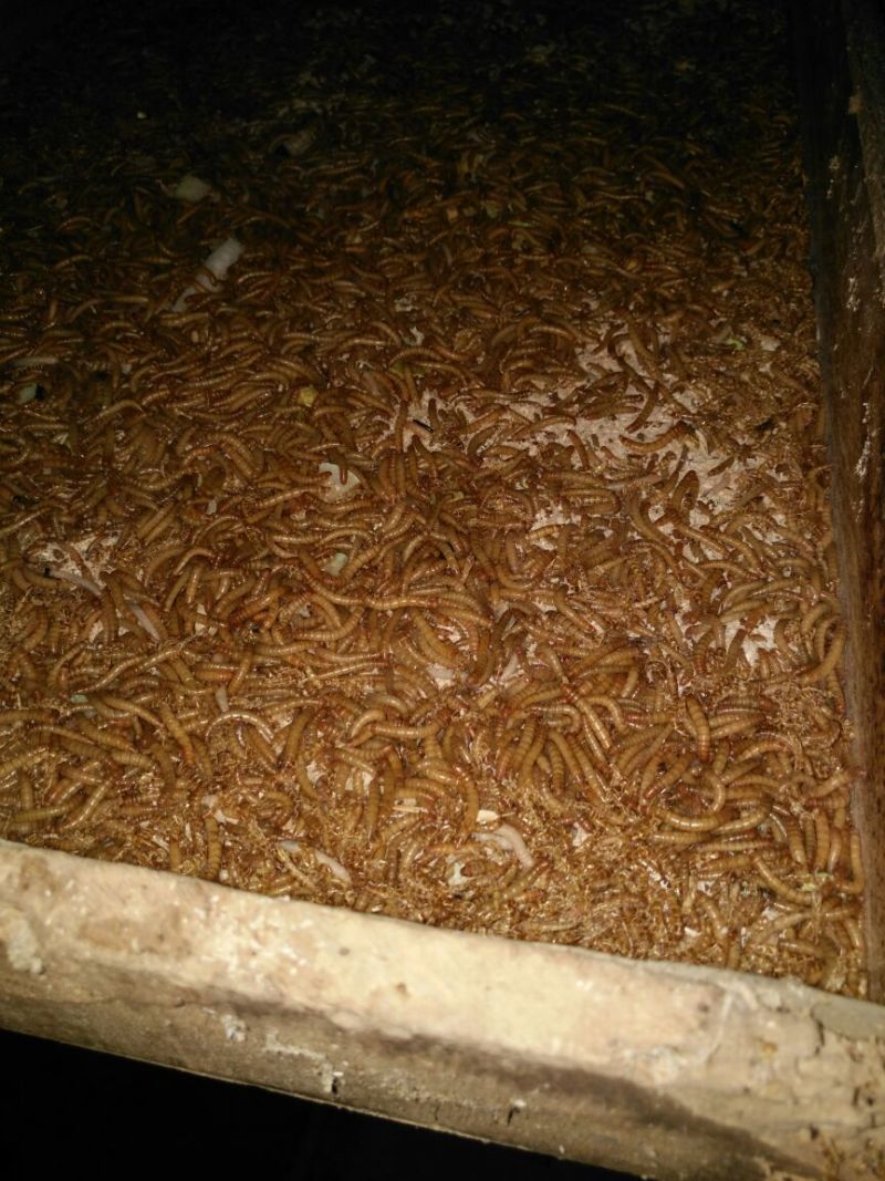 黄粉虫饲料