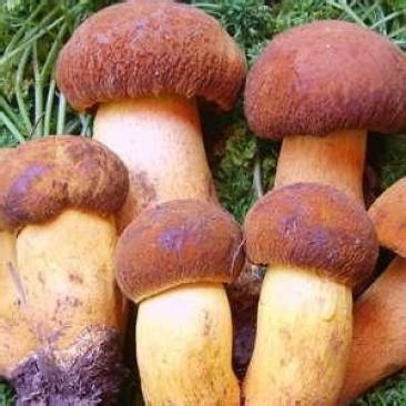 黄牛肝菌，野生菌类之一，色泽好香味浓，干度好无霉无杂