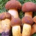 黄牛肝菌，野生菌类之一，色泽好香味浓，干度好无霉无杂