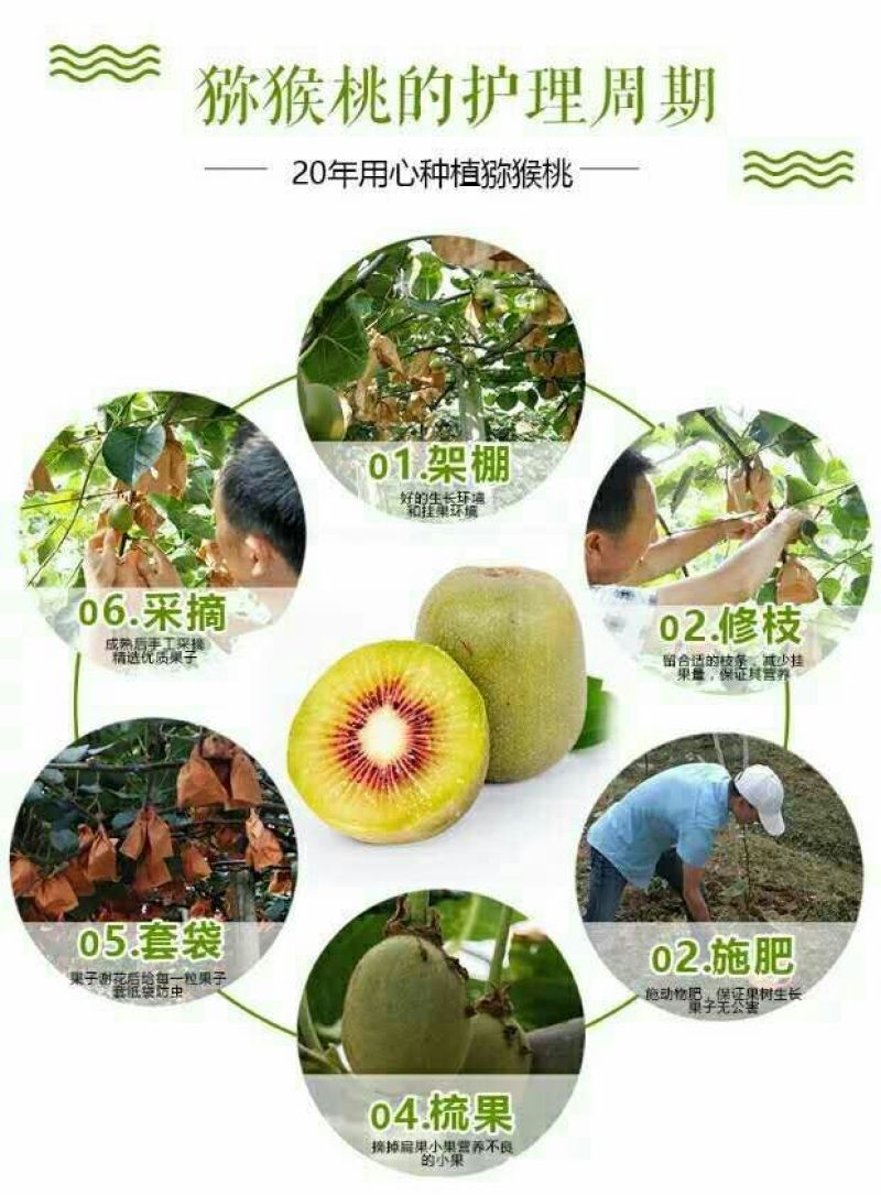 红心猕猴桃70~90克