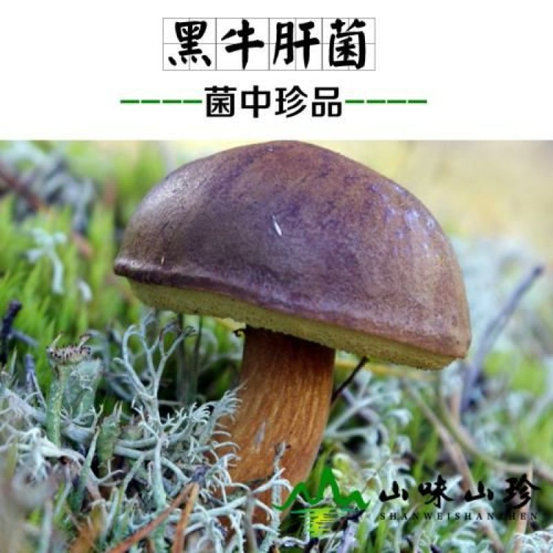 黑牛肝菌，纯野生干货，色泽好香味浓，干度好无霉无杂