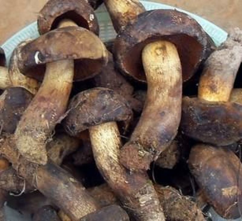 黑牛肝菌，纯野生干货，色泽好香味浓，干度好无霉无杂