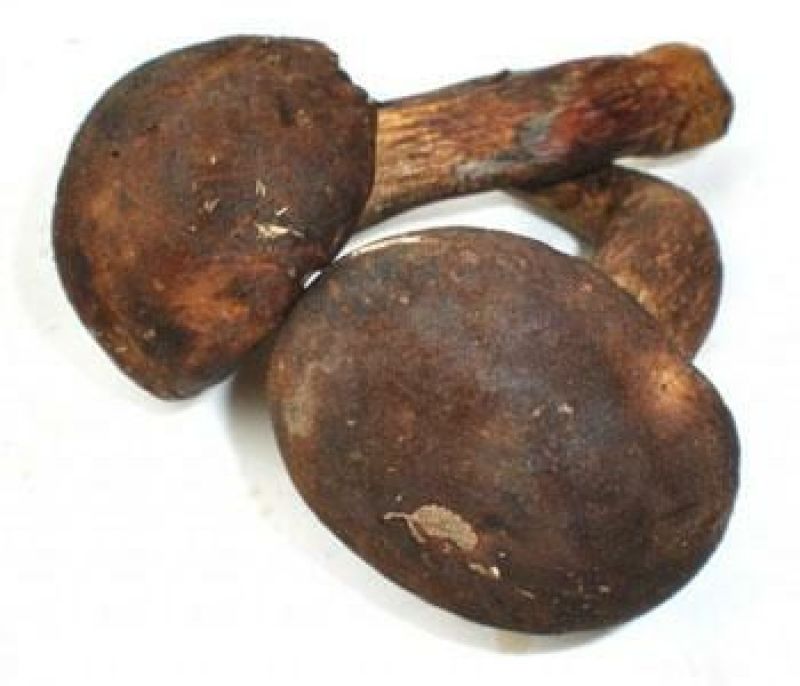 黑牛肝菌，纯野生干货，色泽好香味浓，干度好无霉无杂