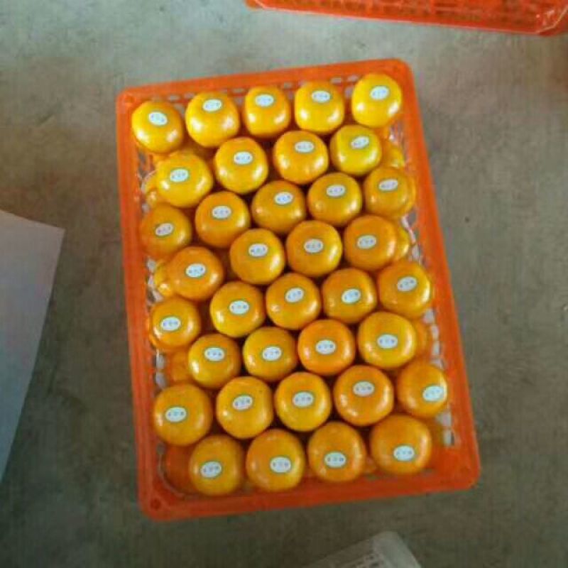 蜜橘，特早蜜桔，一手货源，保质保量，蜜桔香味浓郁