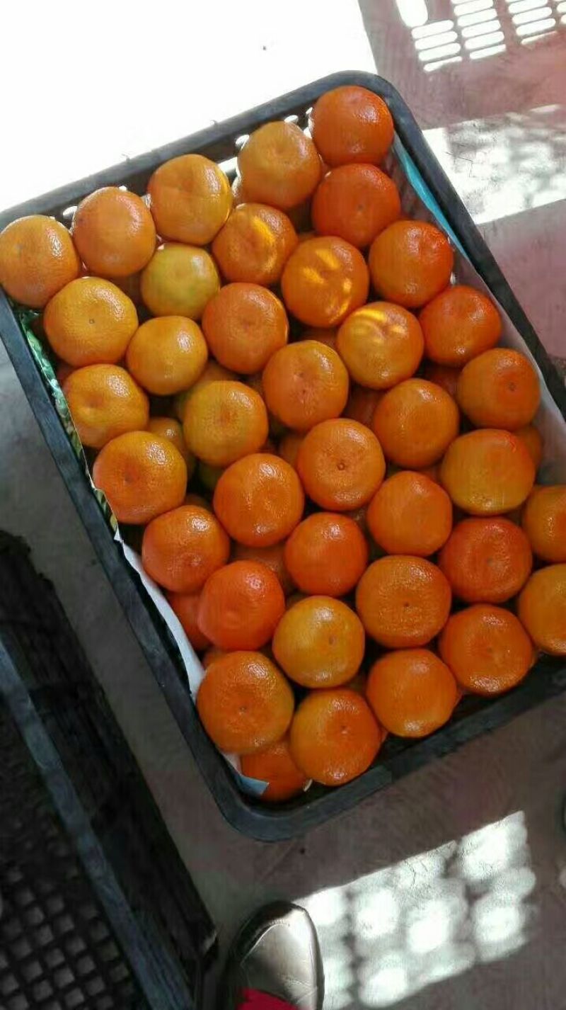 蜜橘，特早蜜桔，一手货源，保质保量，蜜桔香味浓郁