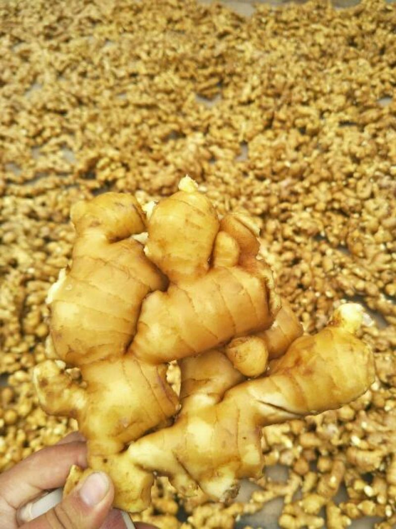 山东优质生姜小黄姜4两以上带土