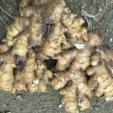 山东优质生姜小黄姜4两以上带土