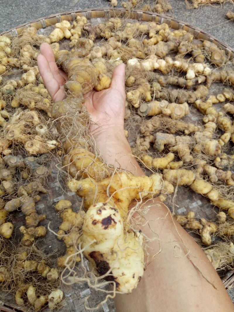 黄精中大货