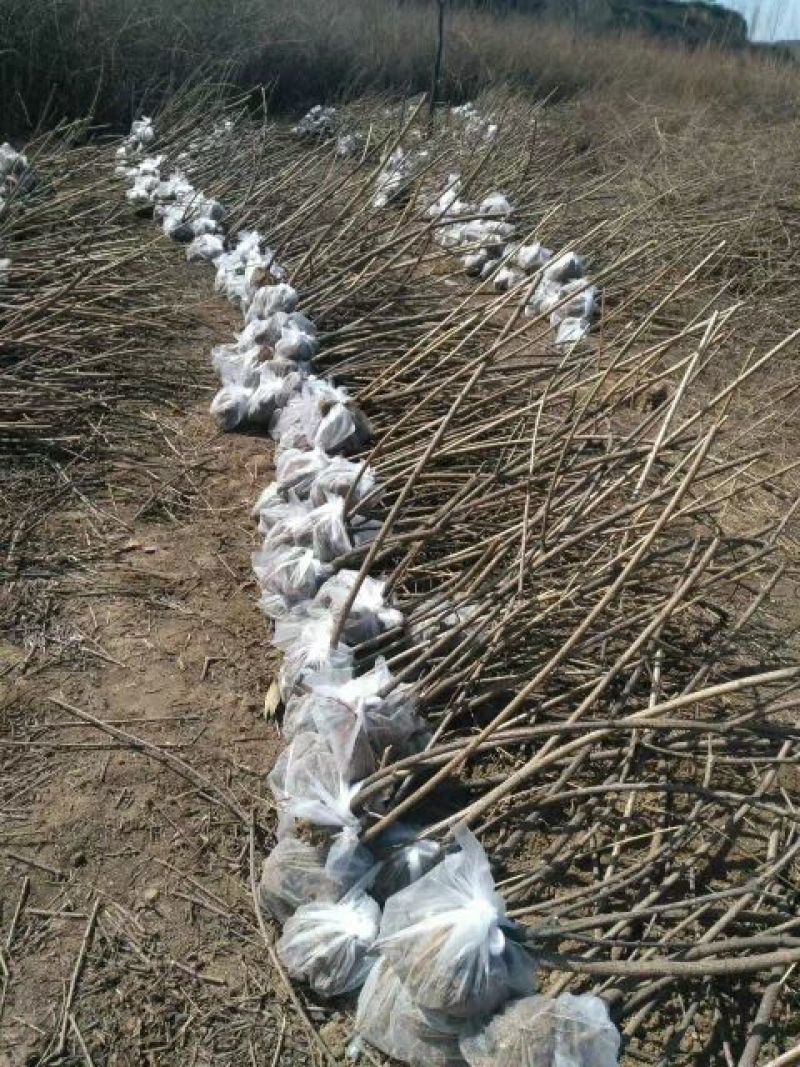 连翘苗40~50cm