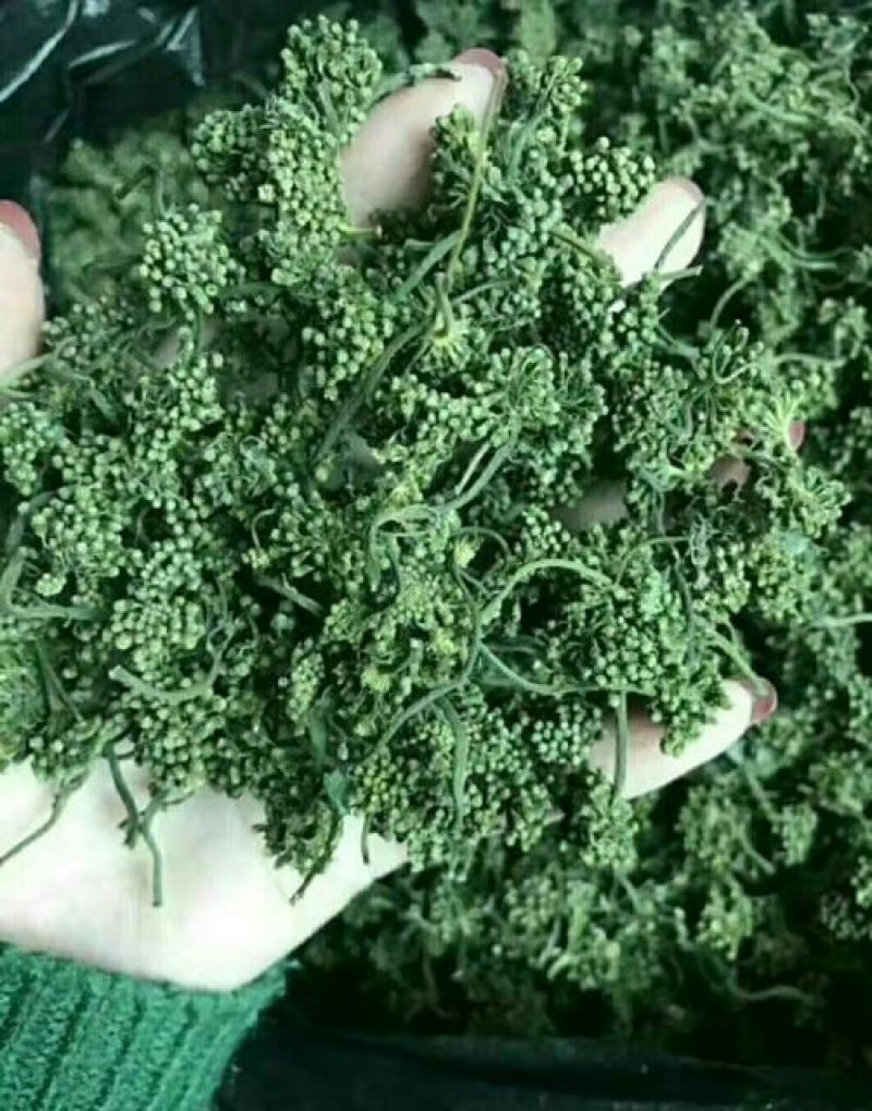 长白山人参花