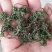 长白山人参花