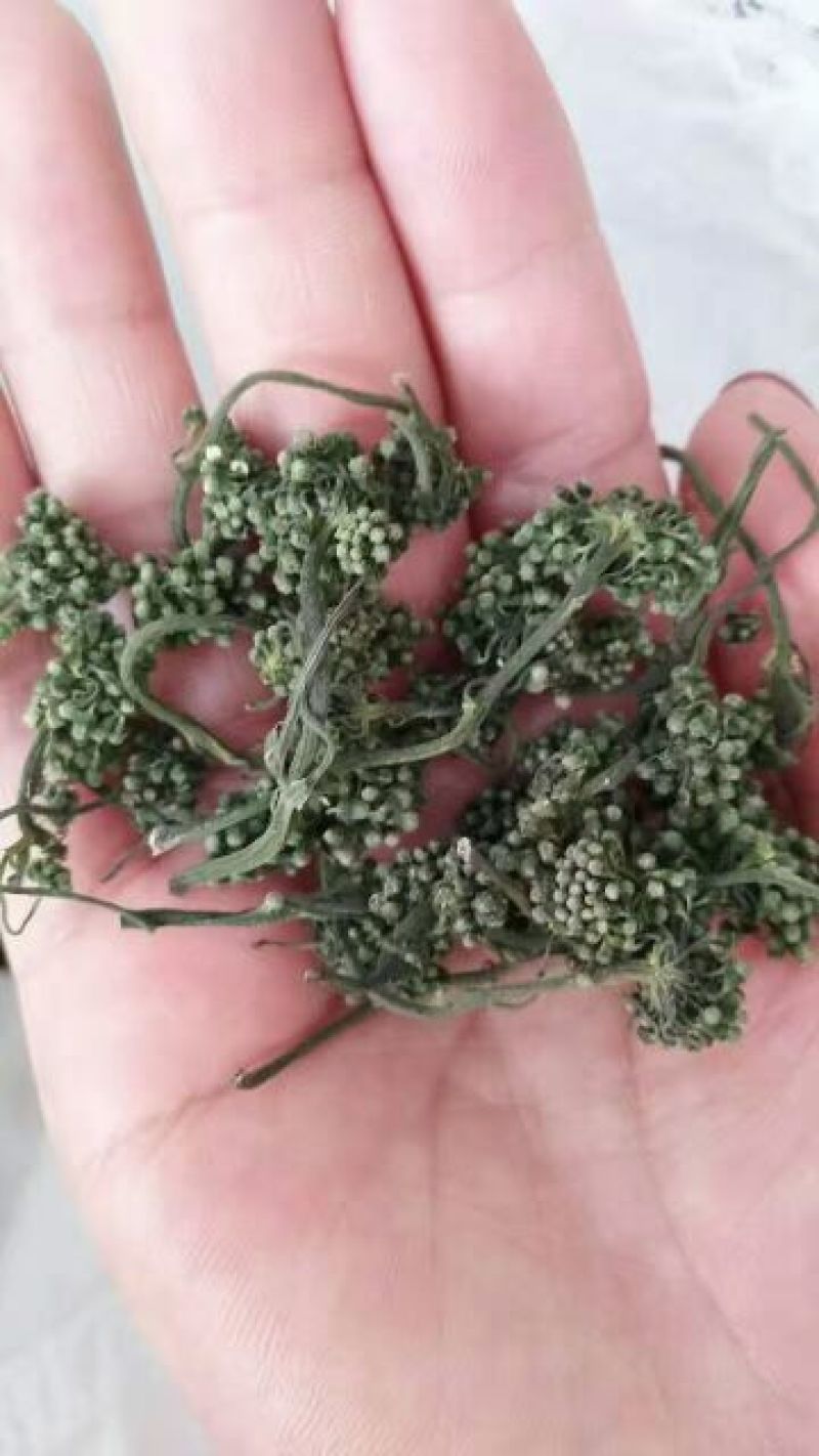 长白山人参花