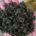 长白山人参花