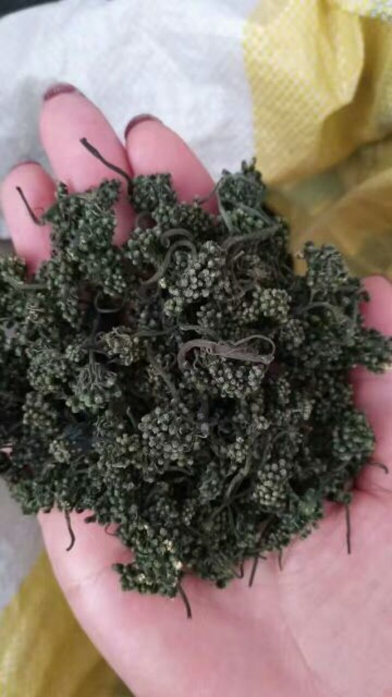 长白山人参花