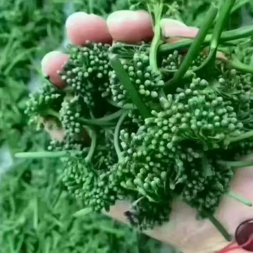 长白山人参花