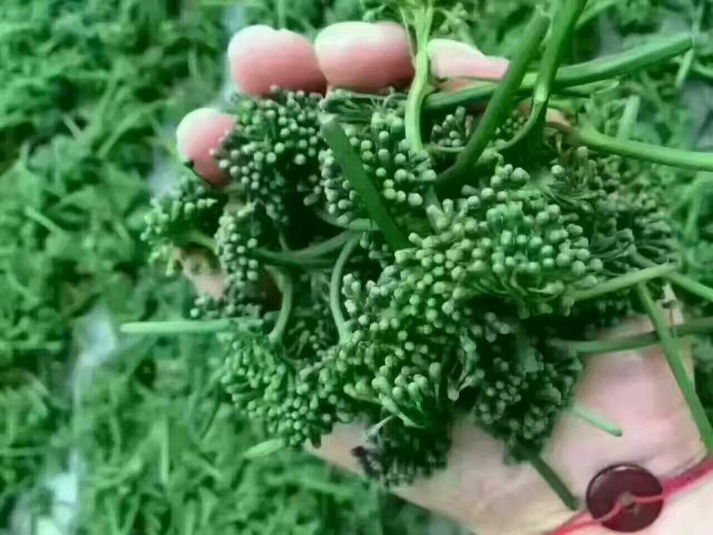长白山人参花