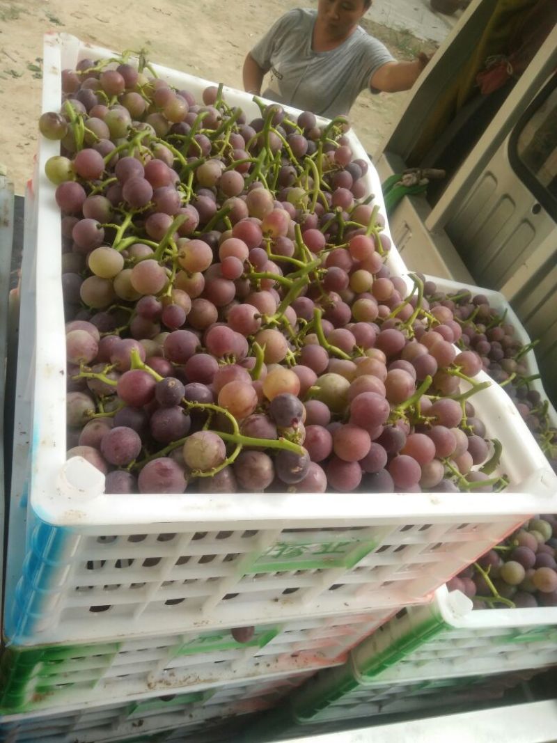 巨峰葡萄串大，半红果