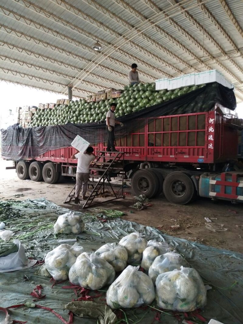 新甘蓝大量上市1~2公斤甘蓝包心菜新鲜蔬菜大头菜卷心菜