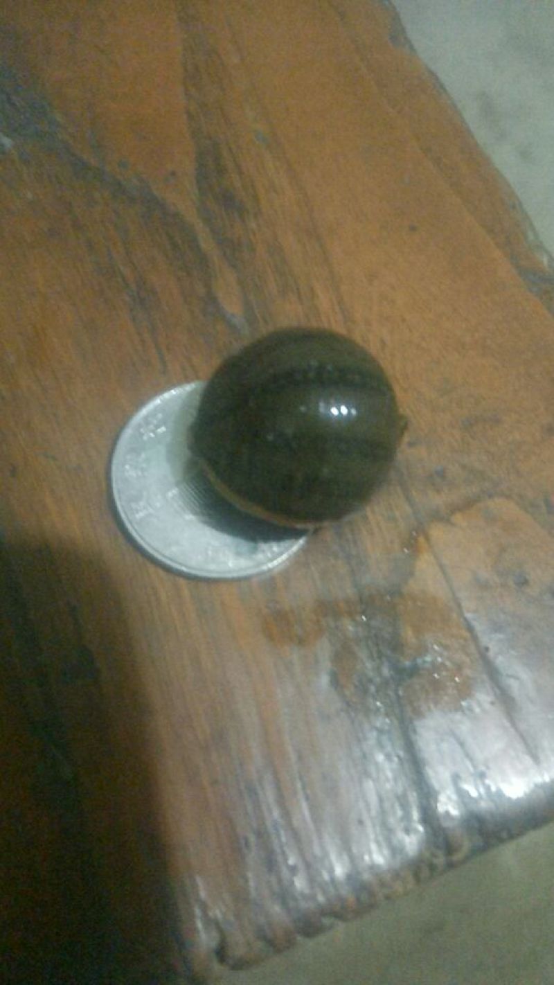 宽体金线蛭幼苗