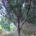 樱花4~6cm