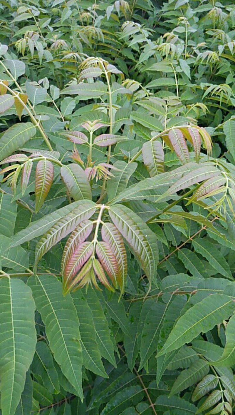 焦作红香椿南太行红香椿，大棚用