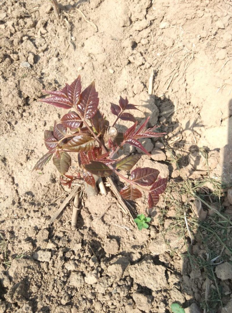 焦作红香椿南太行红香椿，大棚用