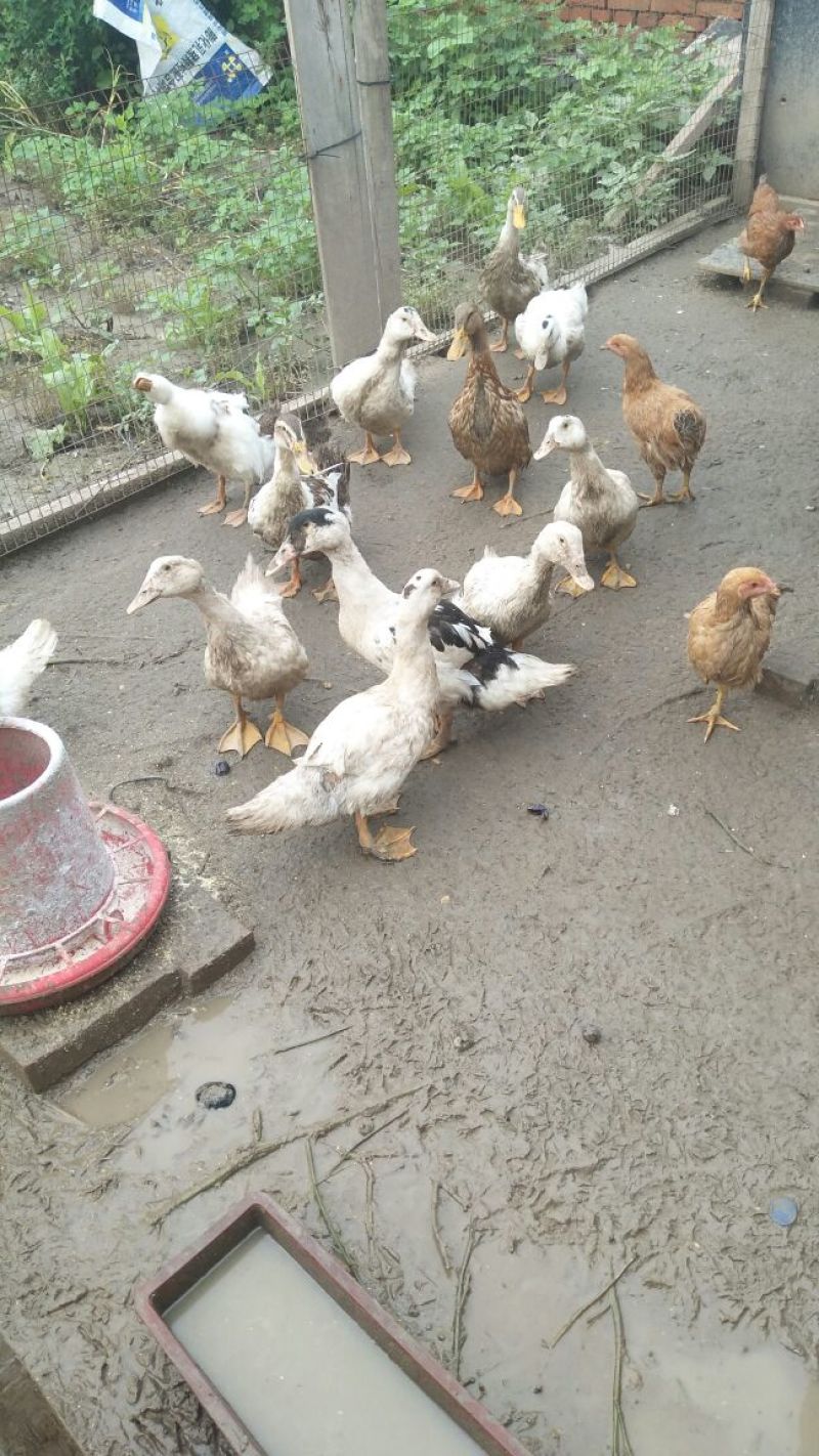 黑鸭