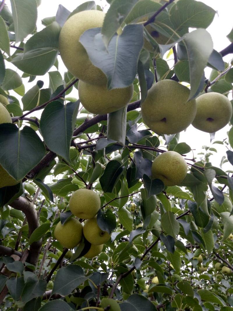 精品砀山酥梨大量上市价格实惠代发全国，一件代发