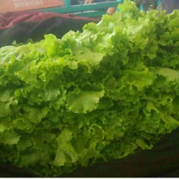 【荐】河北青叶生菜黄叶生菜5两~6两品种齐全量大从优