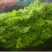 【荐】河北青叶生菜黄叶生菜5两~6两品种齐全量大从优