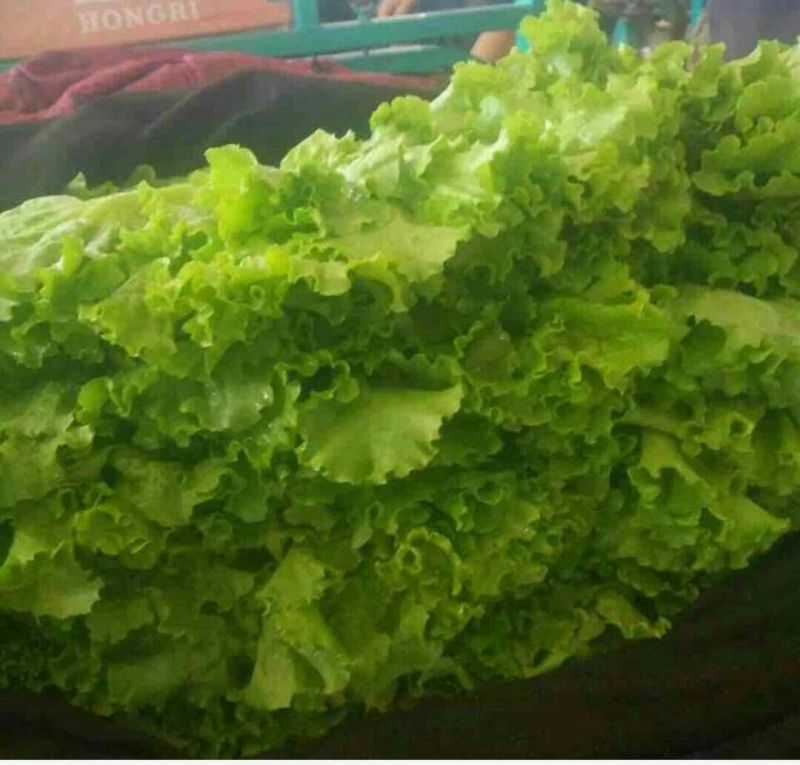 【荐】河北青叶生菜黄叶生菜5两~6两品种齐全量大从优
