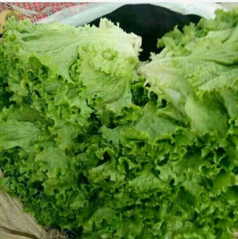 【荐】河北青叶生菜黄叶生菜5两~6两品种齐全量大从优