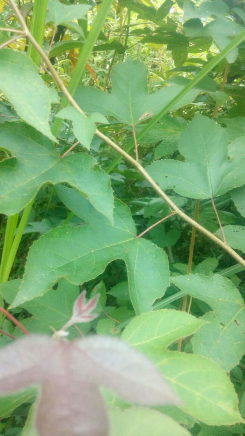 枫树叶，深山老林野生树。