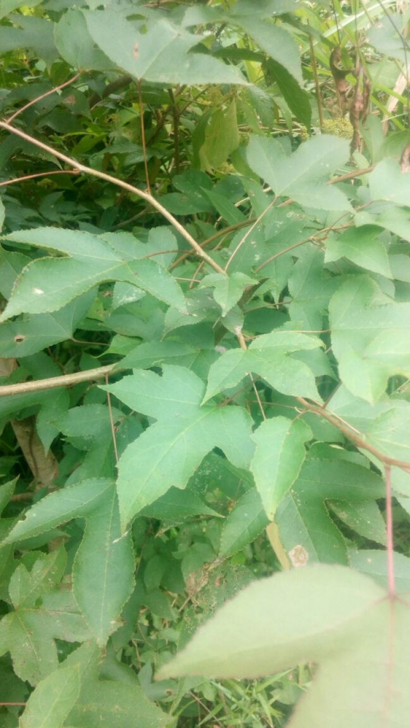 枫树叶，深山老林野生树。