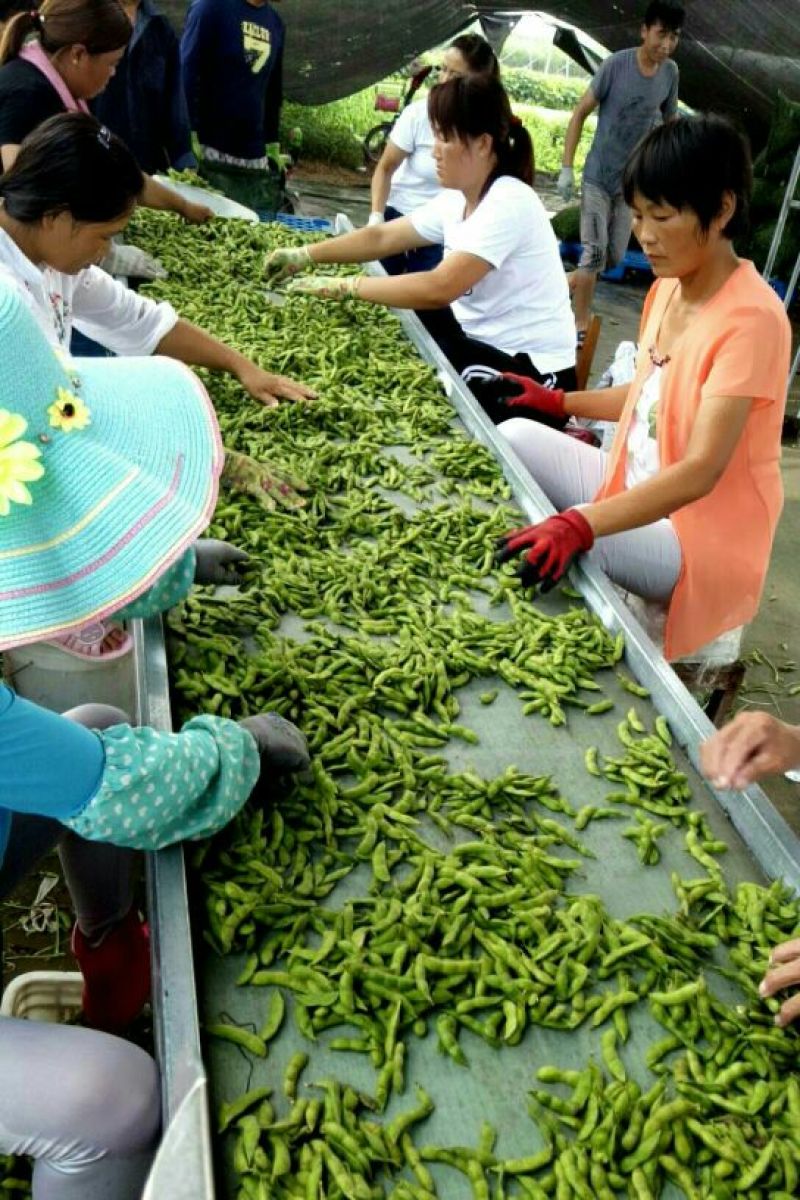 山东郯城绿宝石毛豆12~18克，走过路过千万不要错过。