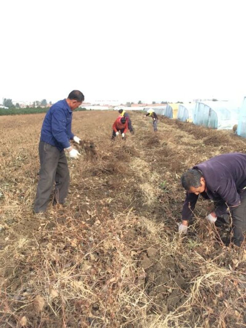 紫甜无核葡萄苗保证纯度保证质量假一赔万
