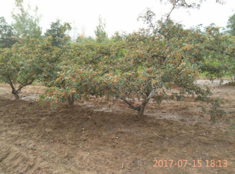 陕西韩城花椒苗1~2年，狮子头黄盖花椒苗