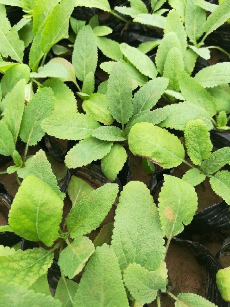 鼠尾草种苗