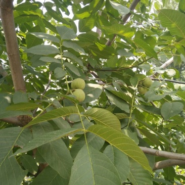 青皮核桃40mm以上青皮湿