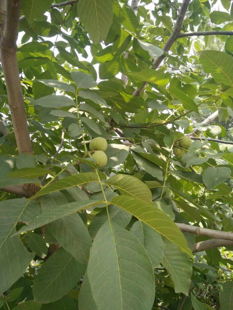 青皮核桃40mm以上青皮湿