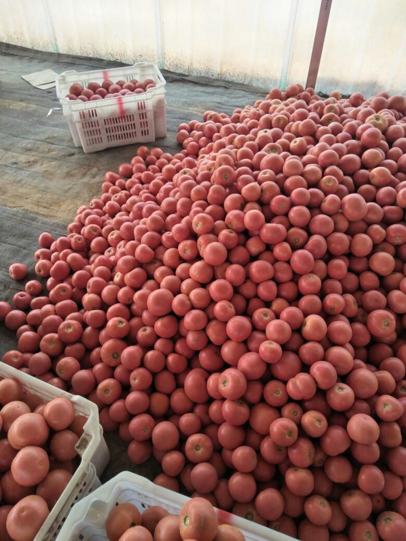旱地西红柿大量下货