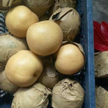 丰水梨250~300g纸加膜口感脆甜多汁货源充足