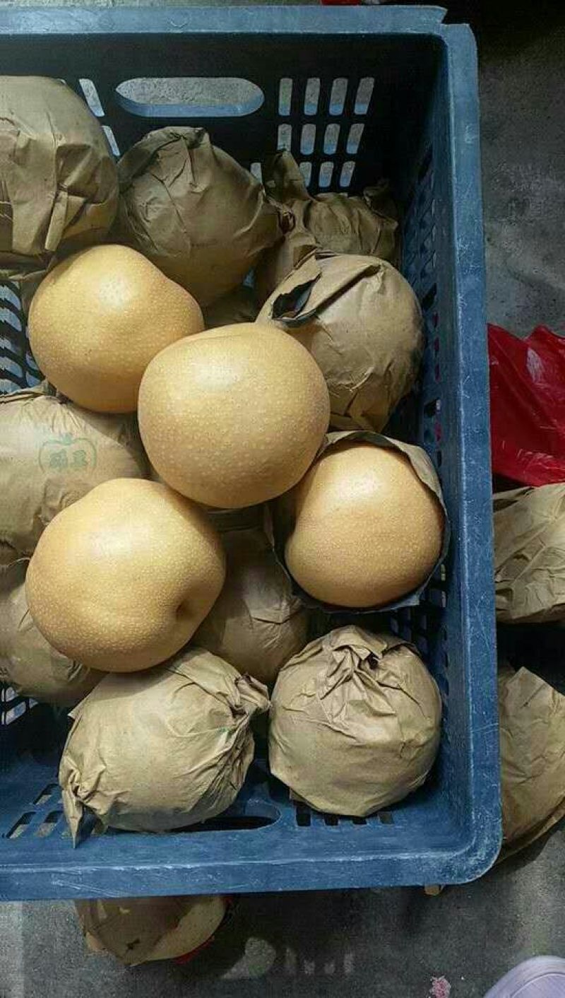 丰水梨250~300g纸加膜口感脆甜多汁货源充足
