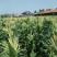 菜用玉米5%
