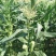 菜用玉米5%