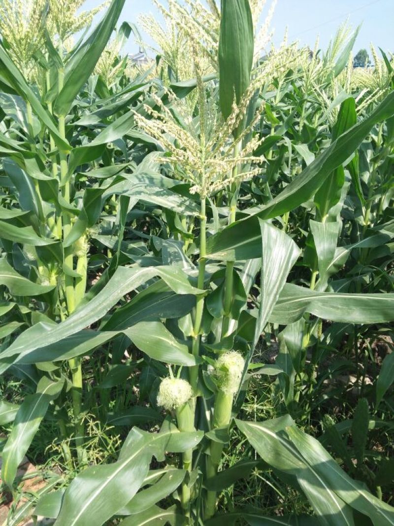 菜用玉米5%