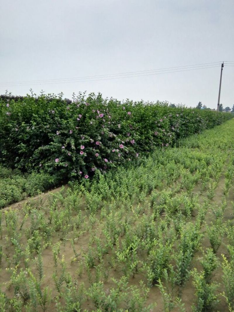 红花木槿树：根系发达质量有保证价格合理可以实地考察支持线