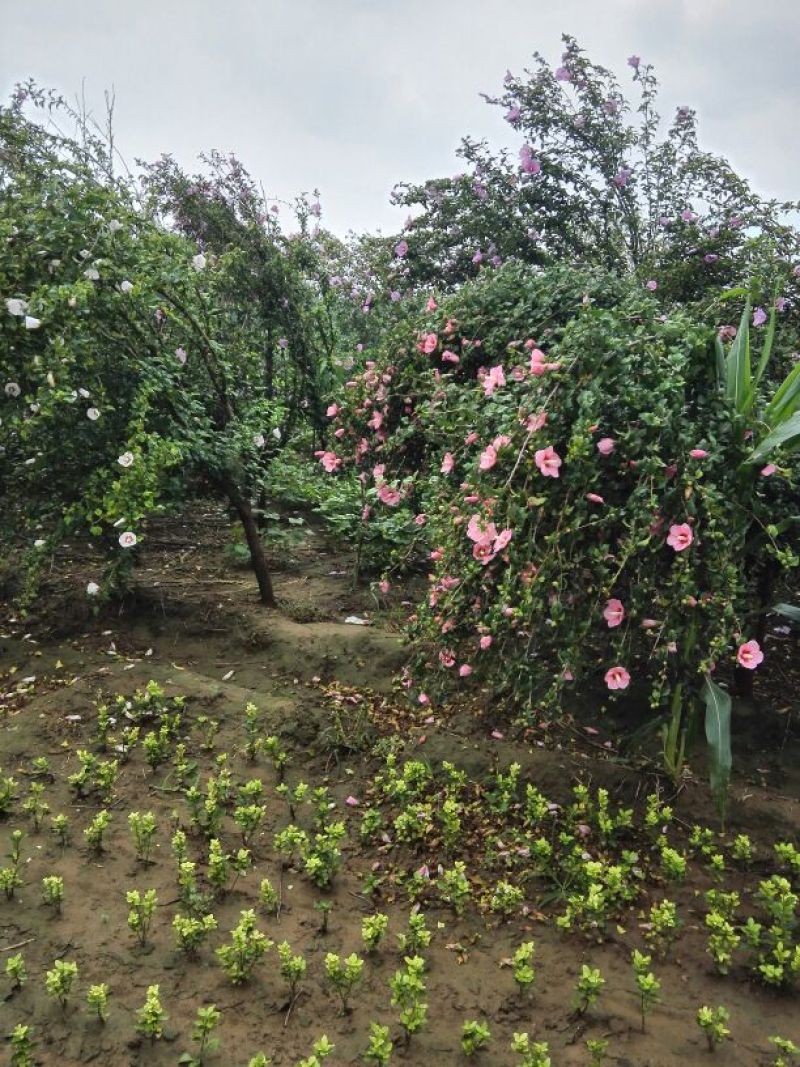 红花木槿树：根系发达质量有保证价格合理可以实地考察支持线